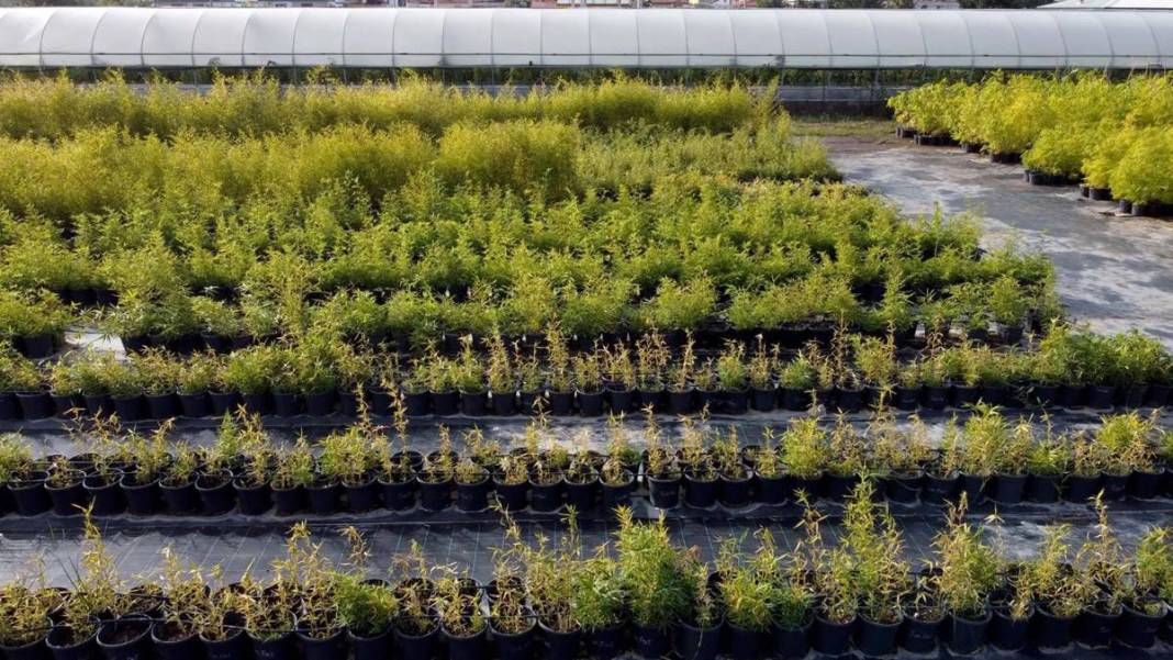 Balkonda eğlencesine yetiştirmeye başlamıştı, şimdi dev fidanlık kurdu! Paraya para demiyor, nereden nereye... 9